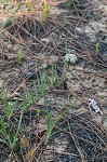 Michaux's milkweed