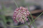 Michaux's milkweed