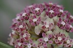 Michaux's milkweed