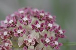 Michaux's milkweed