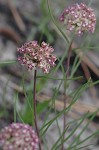 Michaux's milkweed