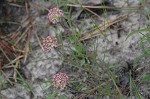 Michaux's milkweed