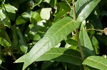 Red milkweed