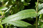 Red milkweed