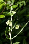 Red milkweed