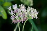 Red milkweed