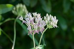 Red milkweed