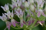 Red milkweed