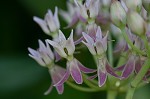 Red milkweed