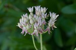 Red milkweed