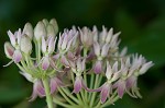 Red milkweed