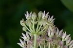 Red milkweed