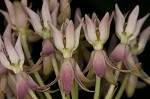 Red milkweed