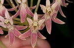 Red milkweed