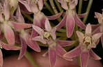 Red milkweed