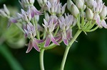 Red milkweed