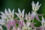 Red milkweed