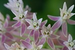 Red milkweed