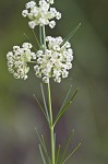 Whorled milkweed