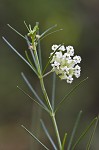 Whorled milkweed