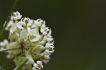 Whorled milkweed