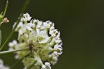 Whorled milkweed