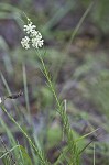 Whorled milkweed