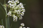 Whorled milkweed