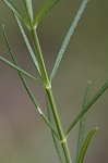 Whorled milkweed