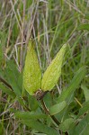 Green antelopehorn