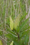 Green antelopehorn