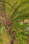 Blackstem spleenwort