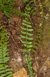 Blackstem spleenwort