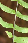 Blackstem spleenwort