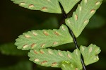 Blackstem spleenwort