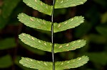 Blackstem spleenwort