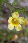 Combleaf yellow false foxglove