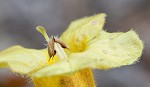 Combleaf yellow false foxglove