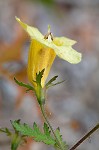 Combleaf yellow false foxglove