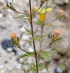 Combleaf yellow false foxglove