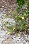 Combleaf yellow false foxglove