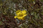 Combleaf yellow false foxglove