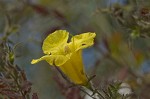 Combleaf yellow false foxglove