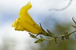 Combleaf yellow false foxglove