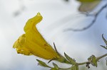 Combleaf yellow false foxglove