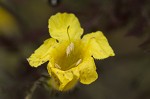 Combleaf yellow false foxglove