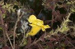 Combleaf yellow false foxglove