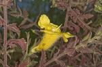 Combleaf yellow false foxglove