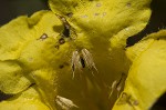 Combleaf yellow false foxglove