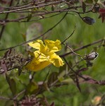 Combleaf yellow false foxglove